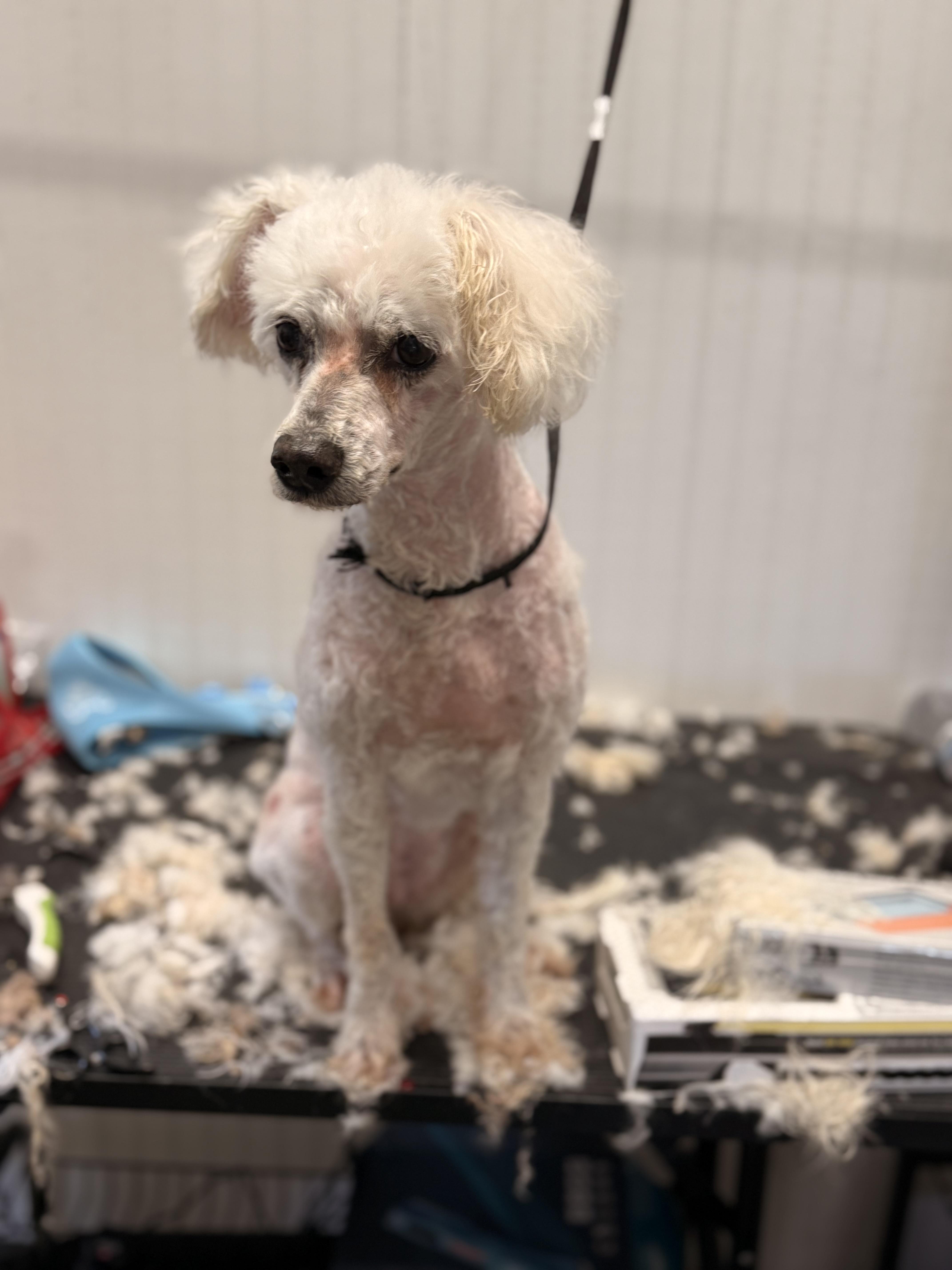 Gracie, a ADOPTABLE Miniature Poodle in Texarkana, TX image 6/6
