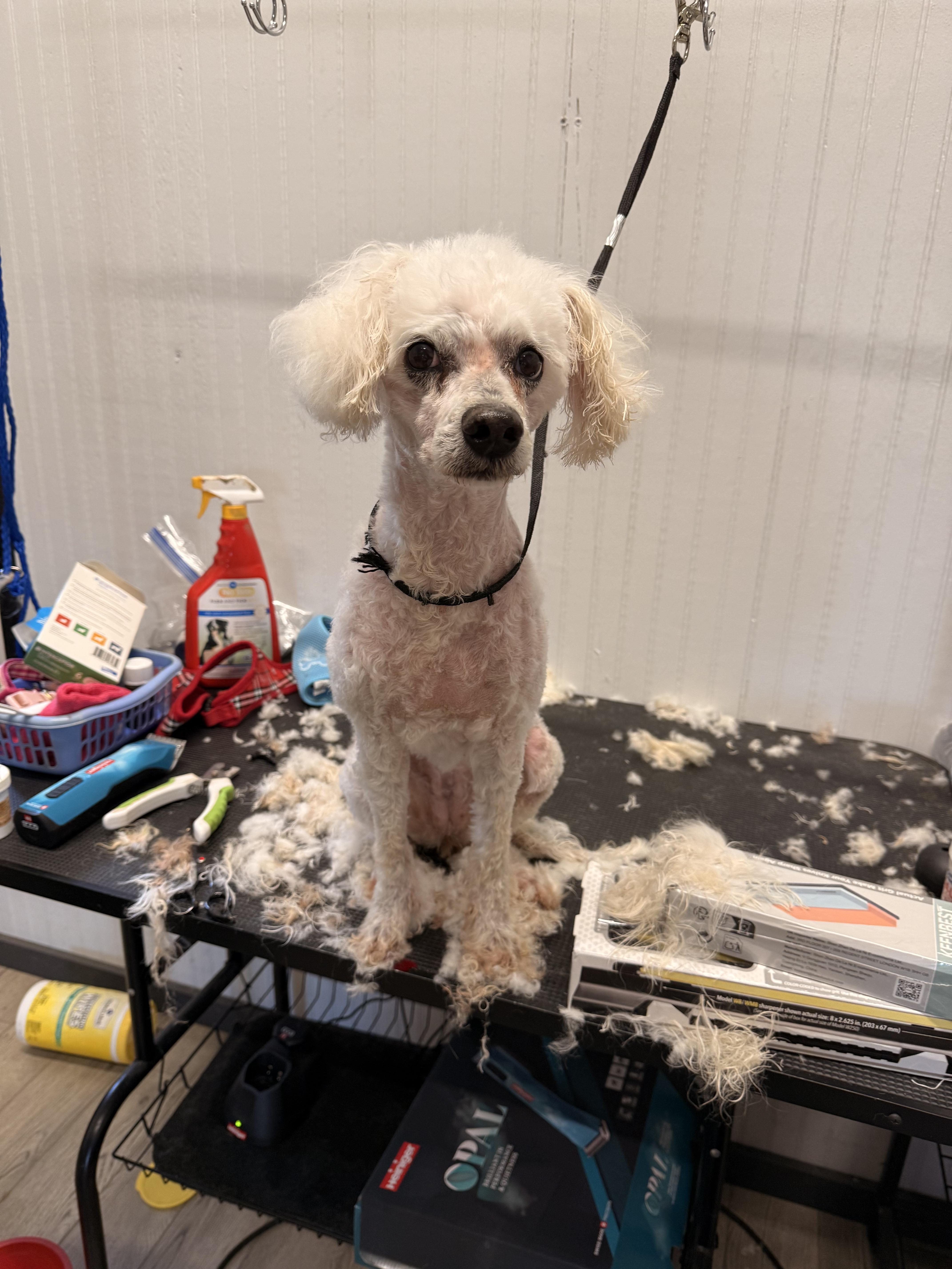 Gracie, a ADOPTABLE Miniature Poodle in Texarkana, TX image 5/6
