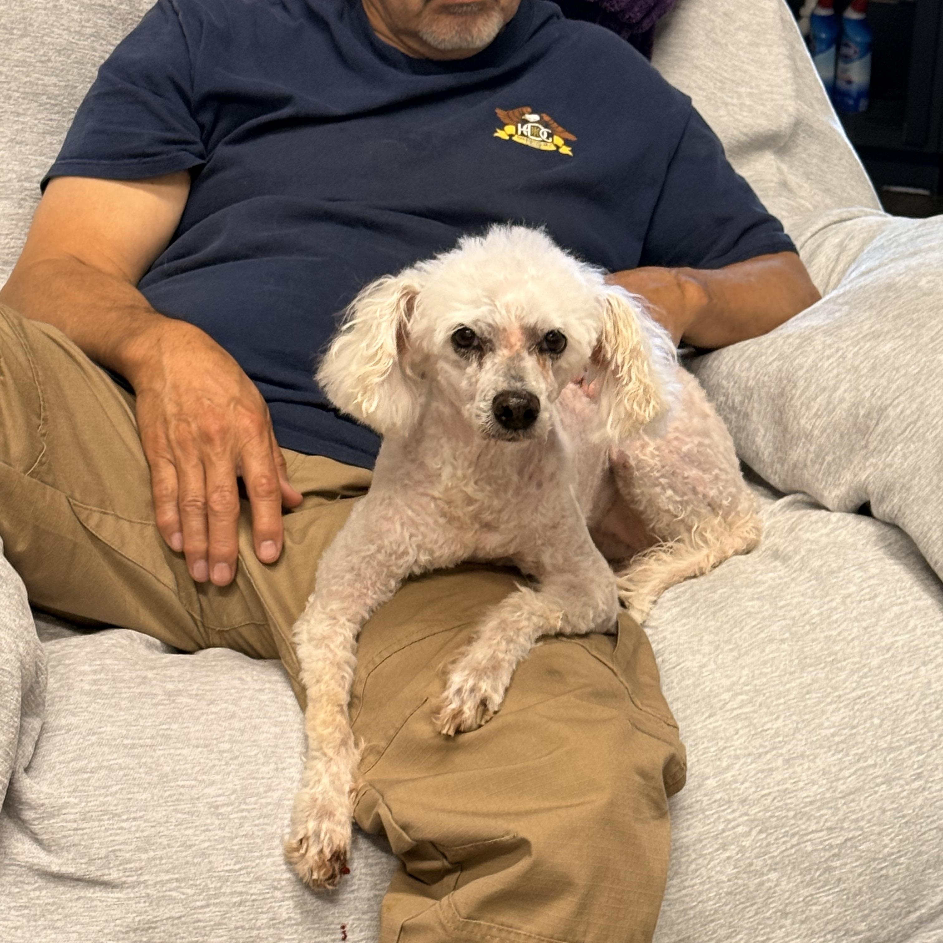 Gracie, a ADOPTABLE Miniature Poodle in Texarkana, TX image 2/6