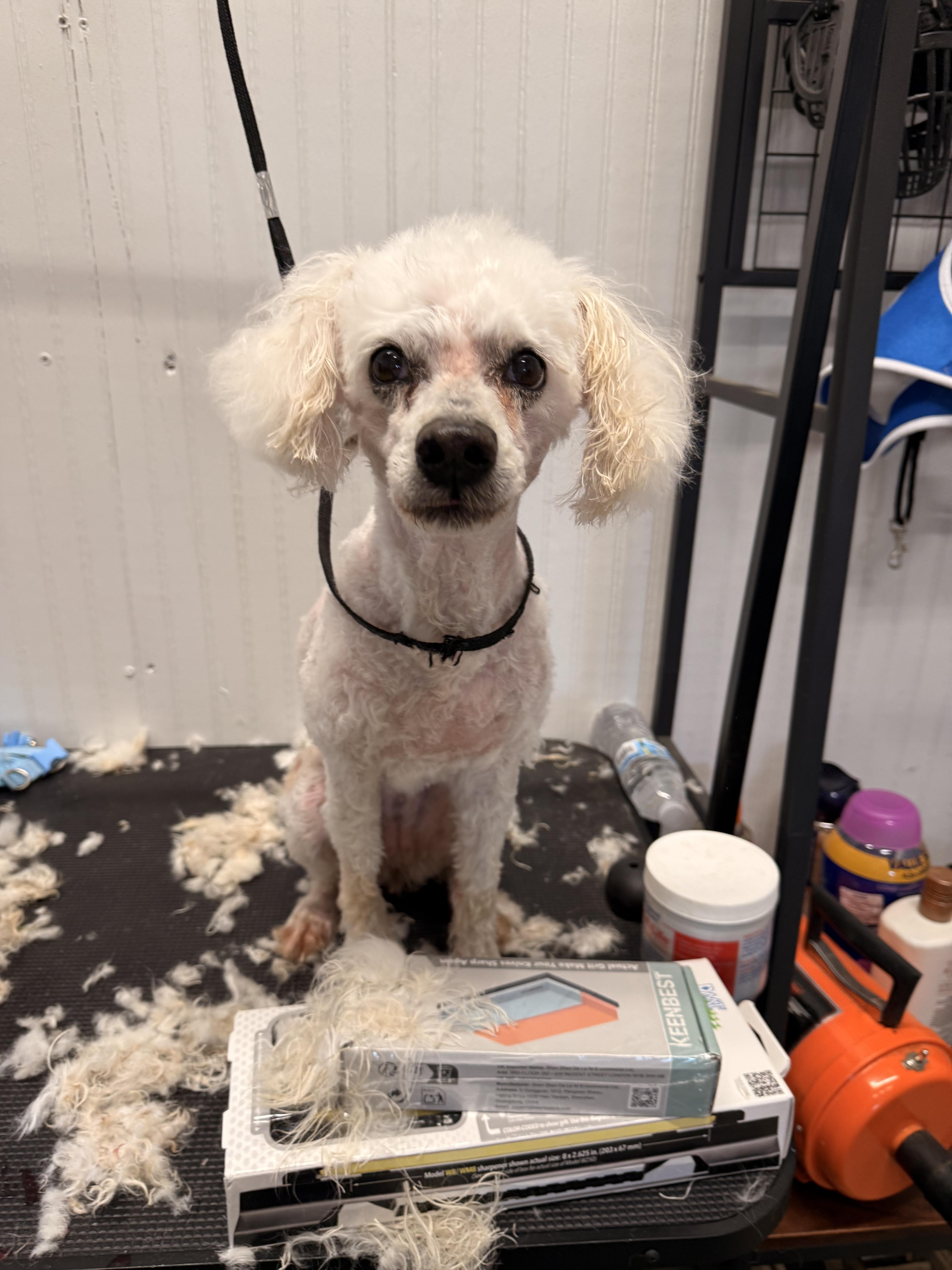 Gracie, a ADOPTABLE Miniature Poodle in Texarkana, TX image 3/6