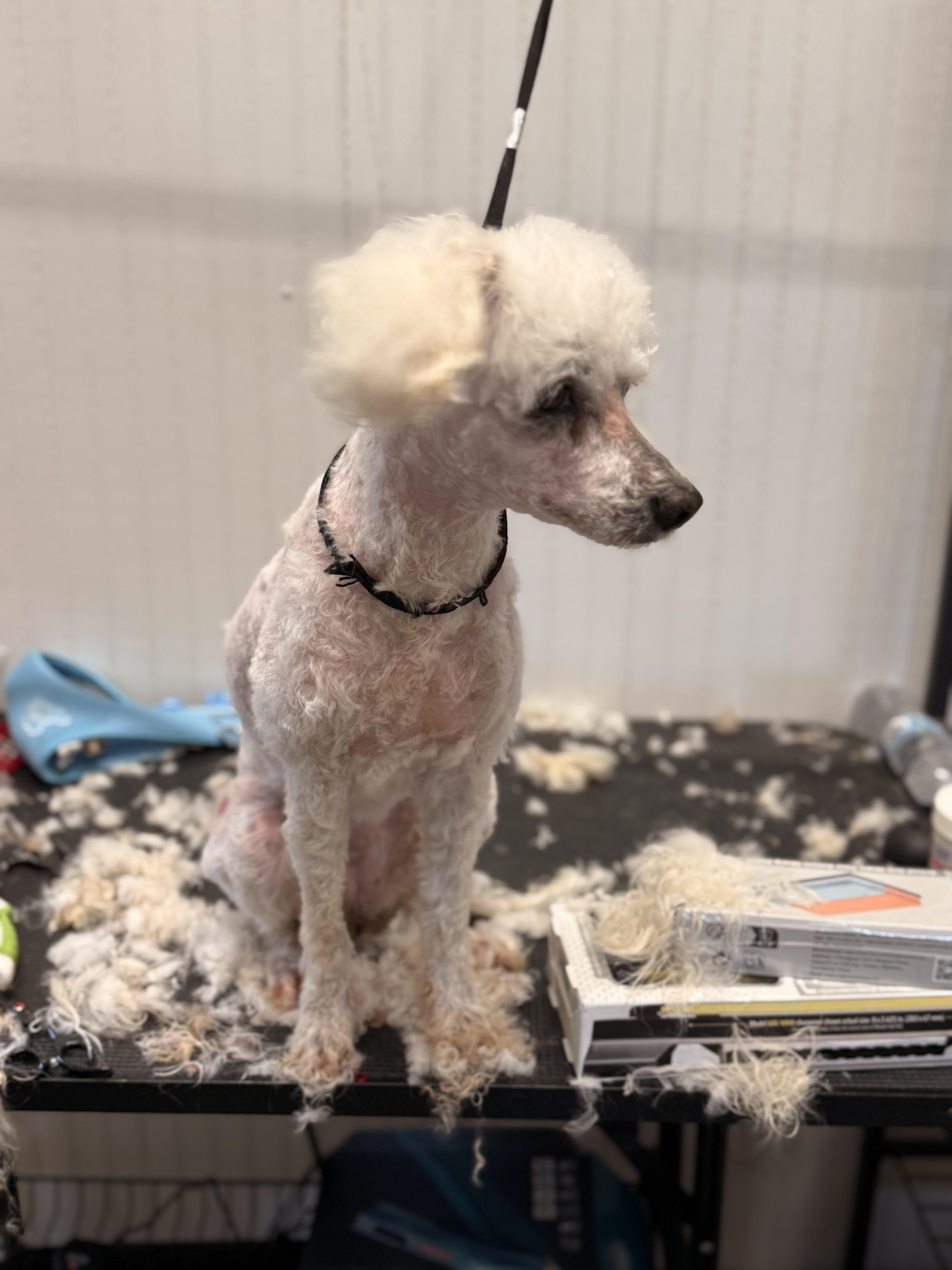 Gracie, a ADOPTABLE Miniature Poodle in Texarkana, TX image 4/6