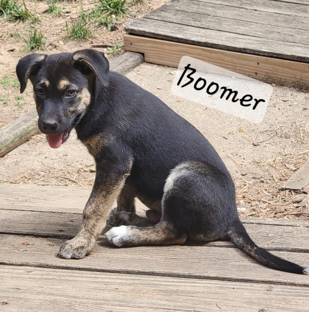 Boomer, a Adoptable mixed breed in Prince Frederick, MD image 2/5