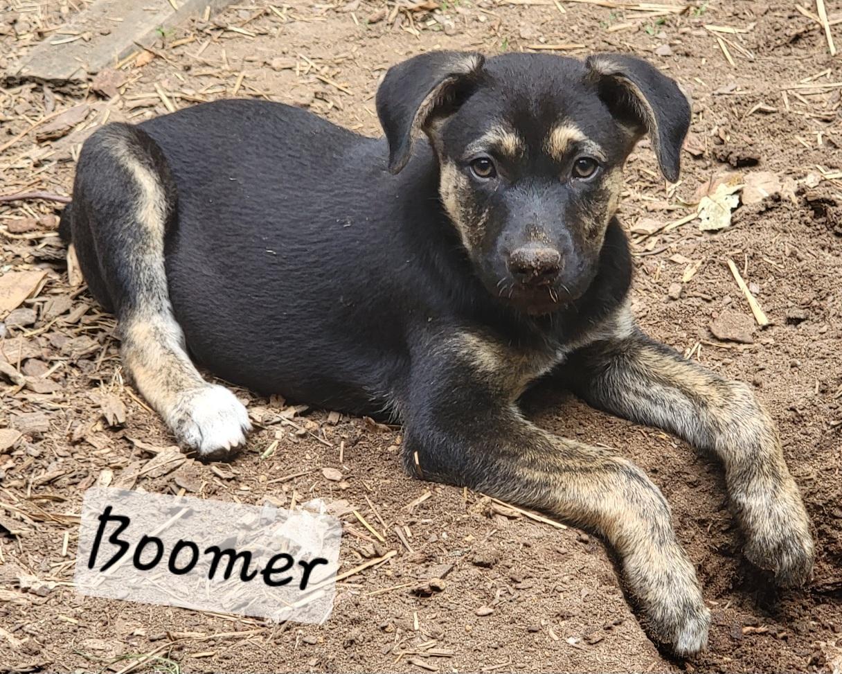 Boomer, Adoptable, Puppy Male German Shepherd Dog & Husky.