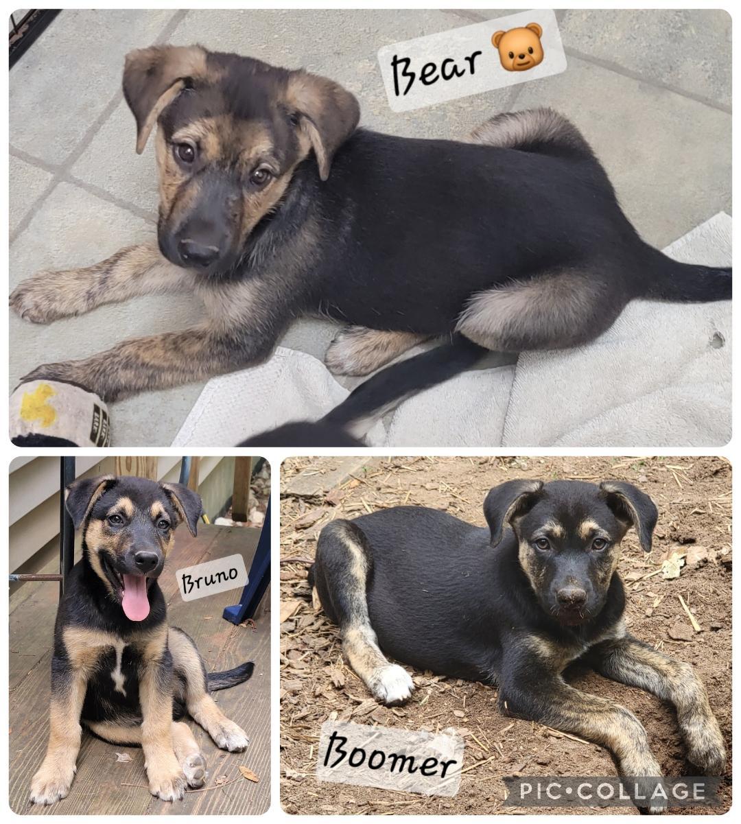 Boomer, a Adoptable mixed breed in Prince Frederick, MD image 3/5