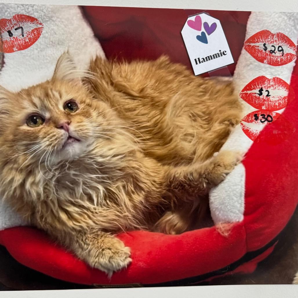 Hammy, Adoptable, Adult Male Domestic Medium Hair.