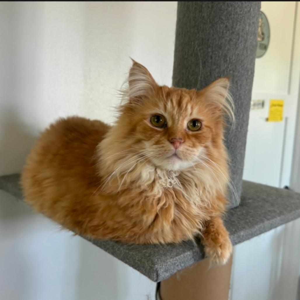 Hammy, a Adoptable Domestic Medium Hair in Goshen, IN image 2/2