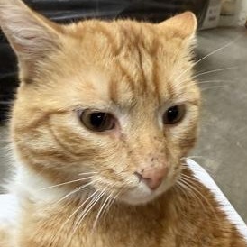 Klaus, adopted, Adult Male Domestic Short Hair.