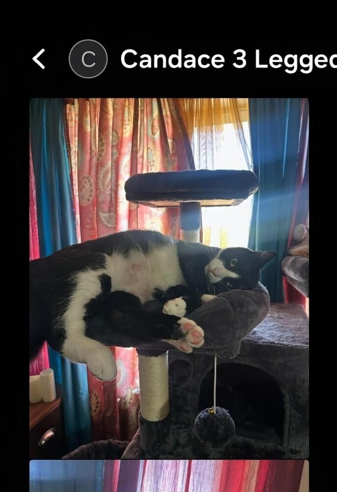 Bart, Adoptable, Adult Male Domestic Short Hair.