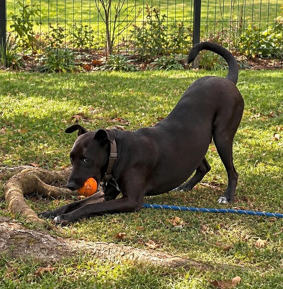 Cole A-141078 🇨🇦, Adoptable, Adult Male Hound.