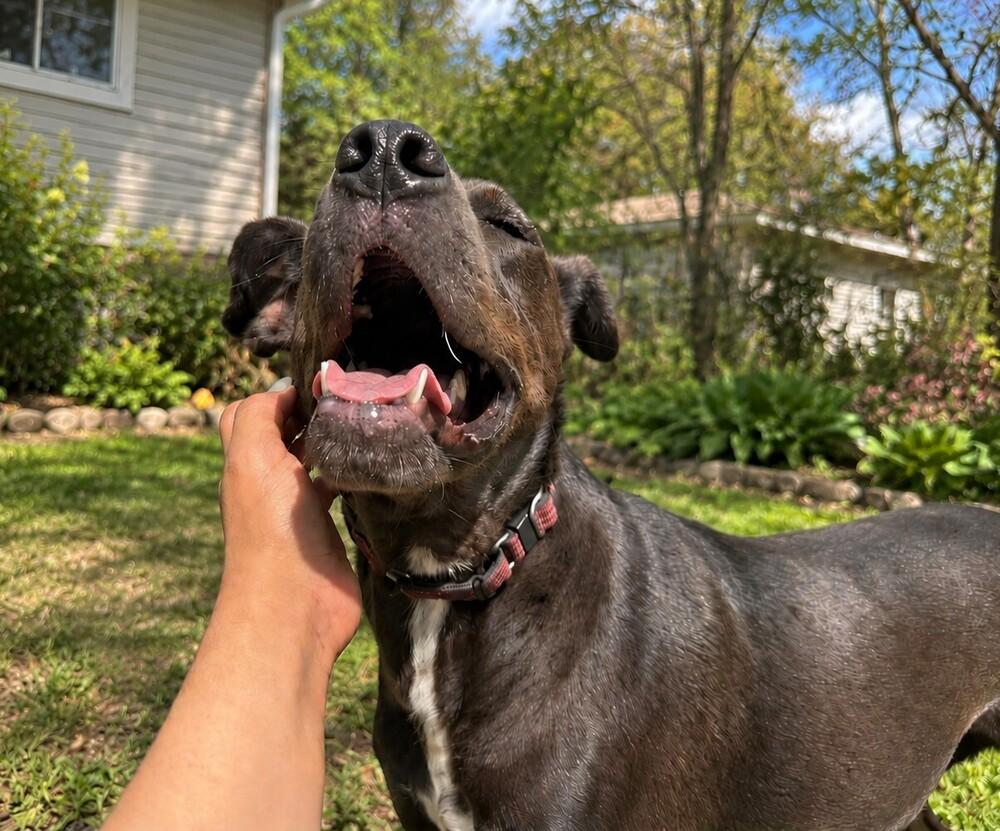 Cole A-141078 🇨🇦, Adoptable, Adult Male Hound.