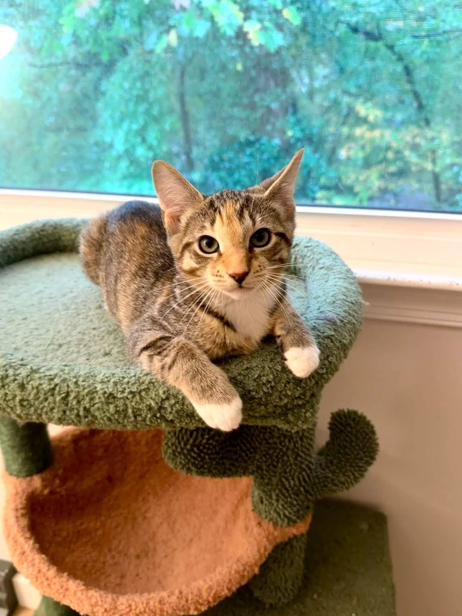 Alexis, Adoptable, Kitten Female Domestic Short Hair.