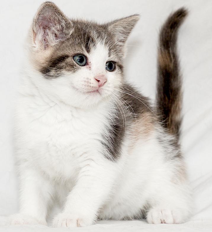 Sardi, ADOPTABLE, Young Female Calico.