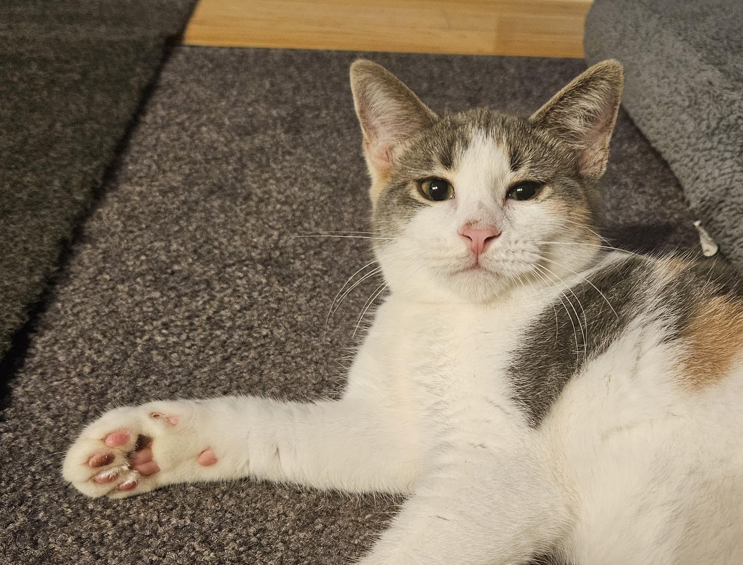 Sardi, ADOPTABLE, Young Female Calico.