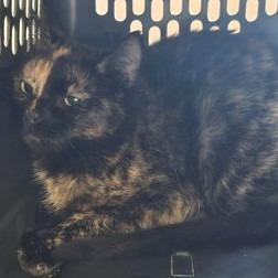 Enlarge Sassy, a Adoptable Domestic Short Hair in Atlanta, GA image 1/1