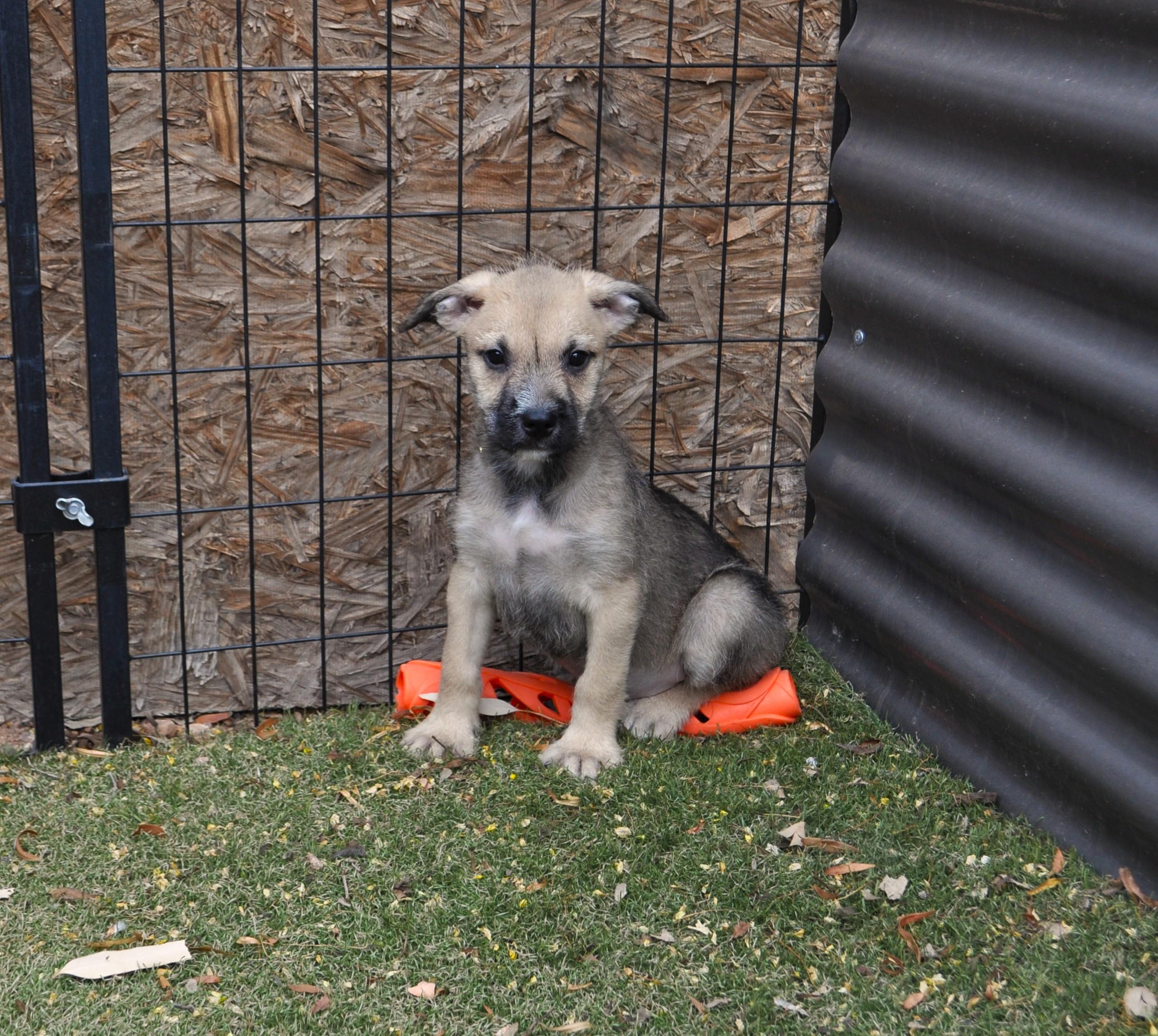 Enlarge Omani, a ADOPTABLE mixed breed in Apache Junction, AZ image 3/3