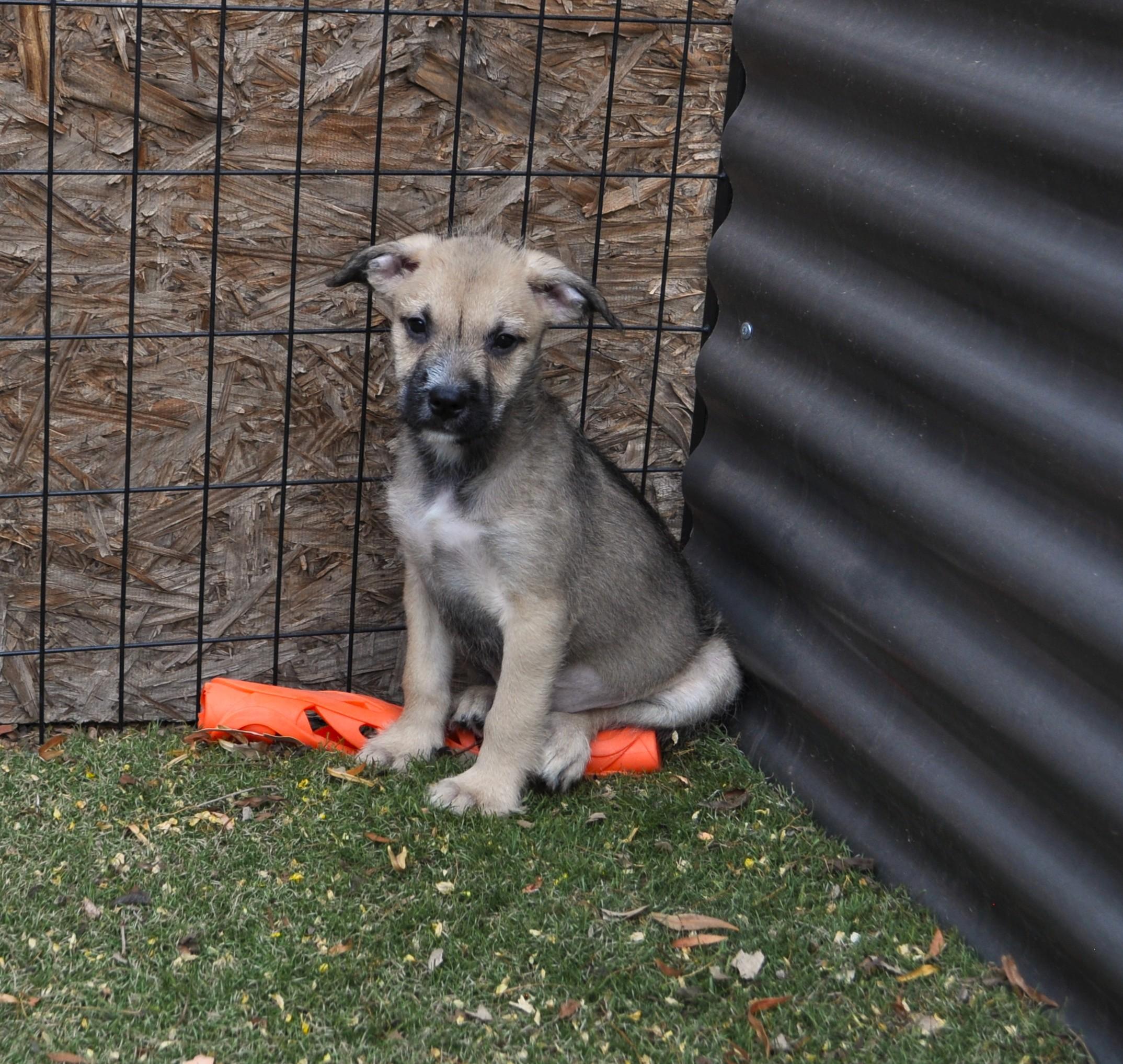 Enlarge Omani, a ADOPTABLE mixed breed in Apache Junction, AZ image 1/3
