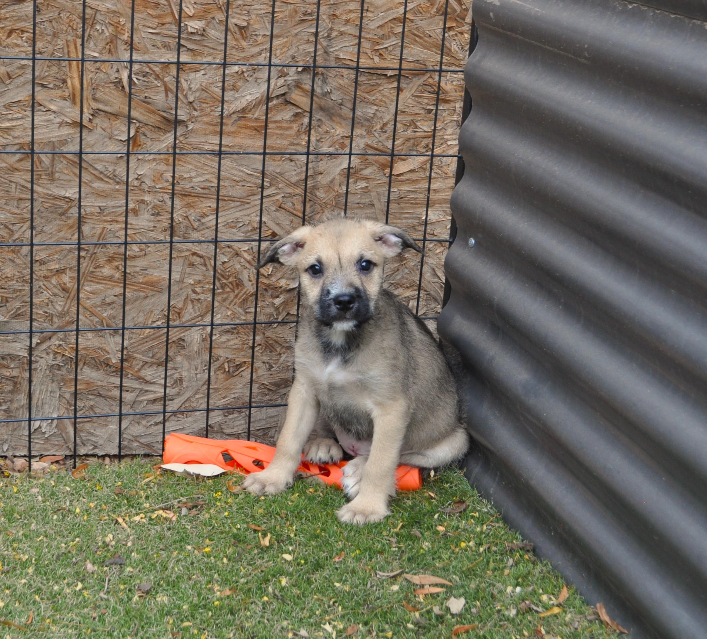 Enlarge Omani, a ADOPTABLE mixed breed in Apache Junction, AZ image 2/3