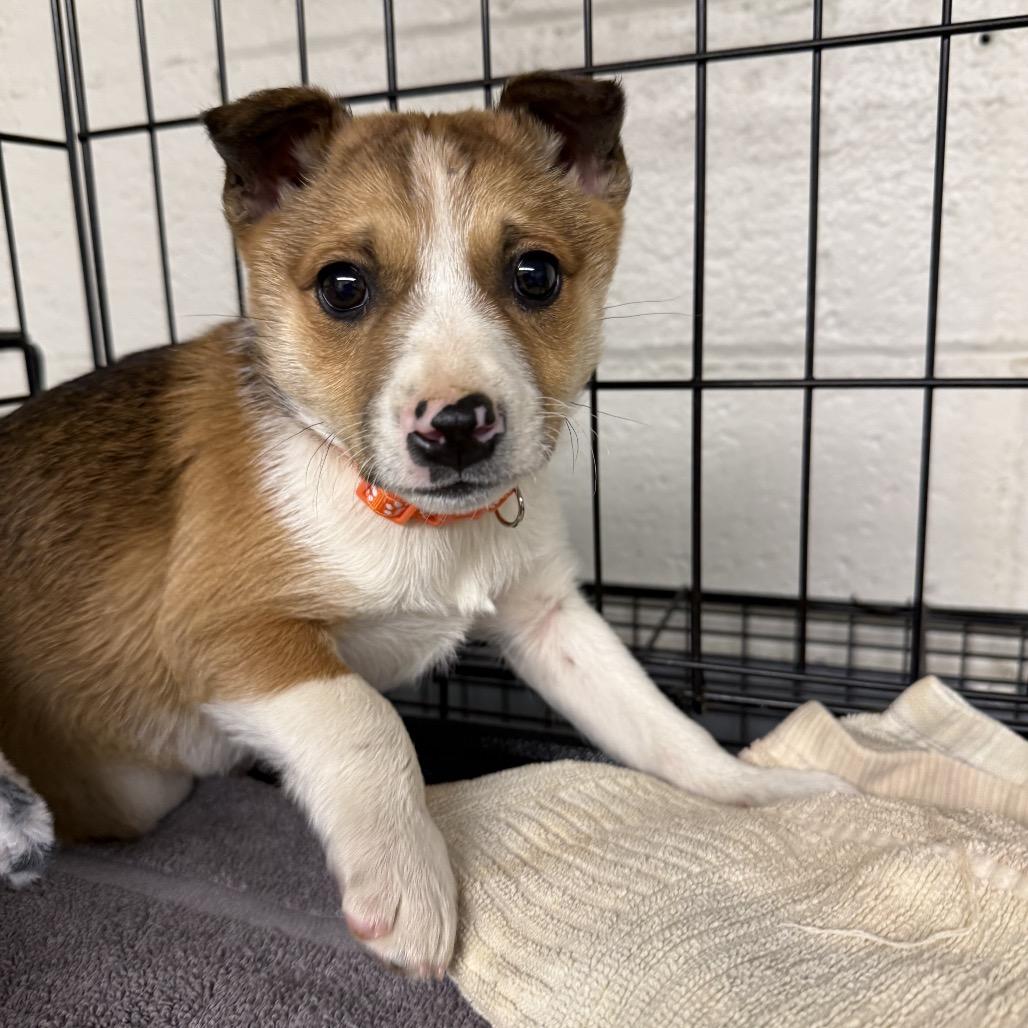 Enlarge Tito, a Adoptable mixed breed in Homewood, IL image 1/1