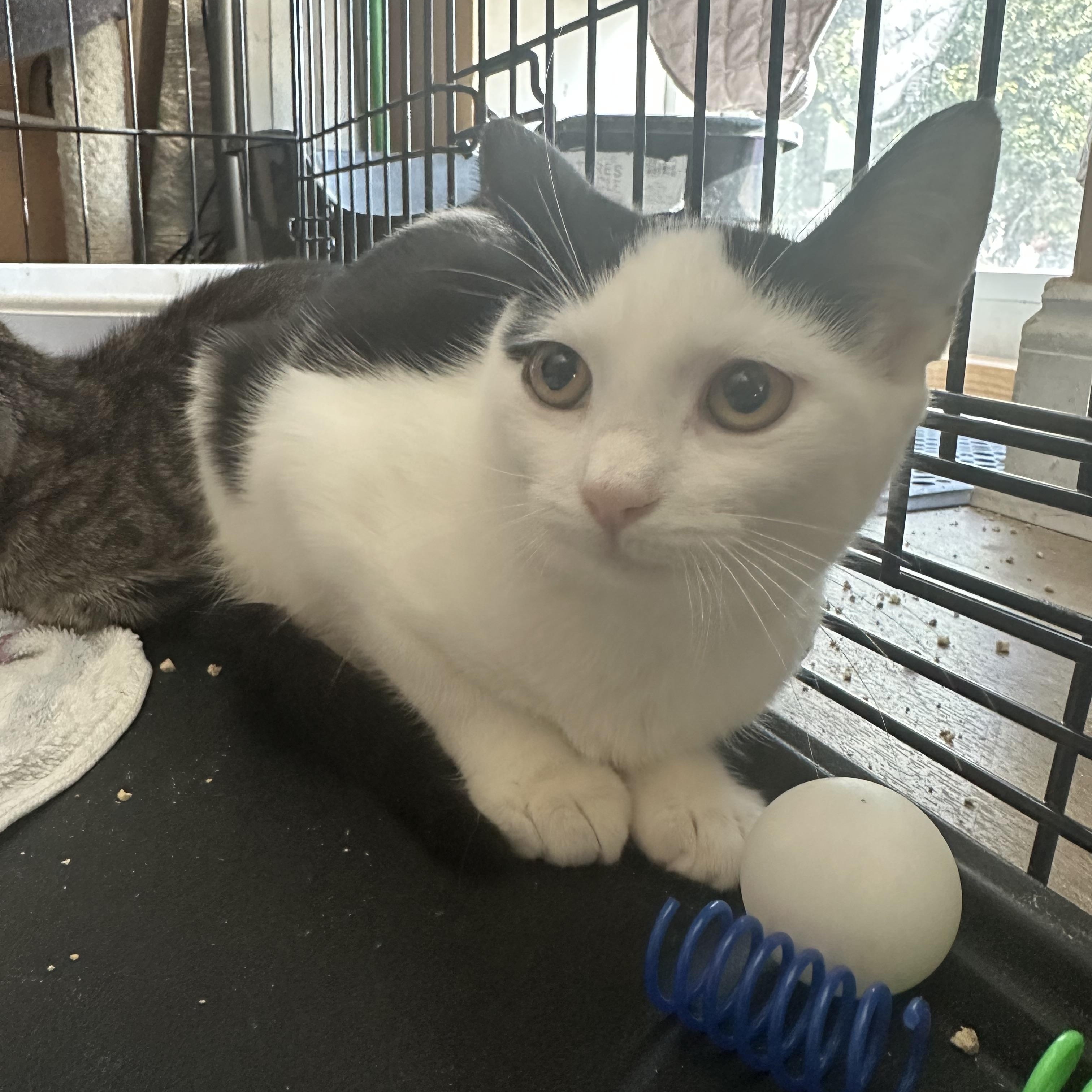 Harriett, Adoptable, Kitten Female Domestic Short Hair.