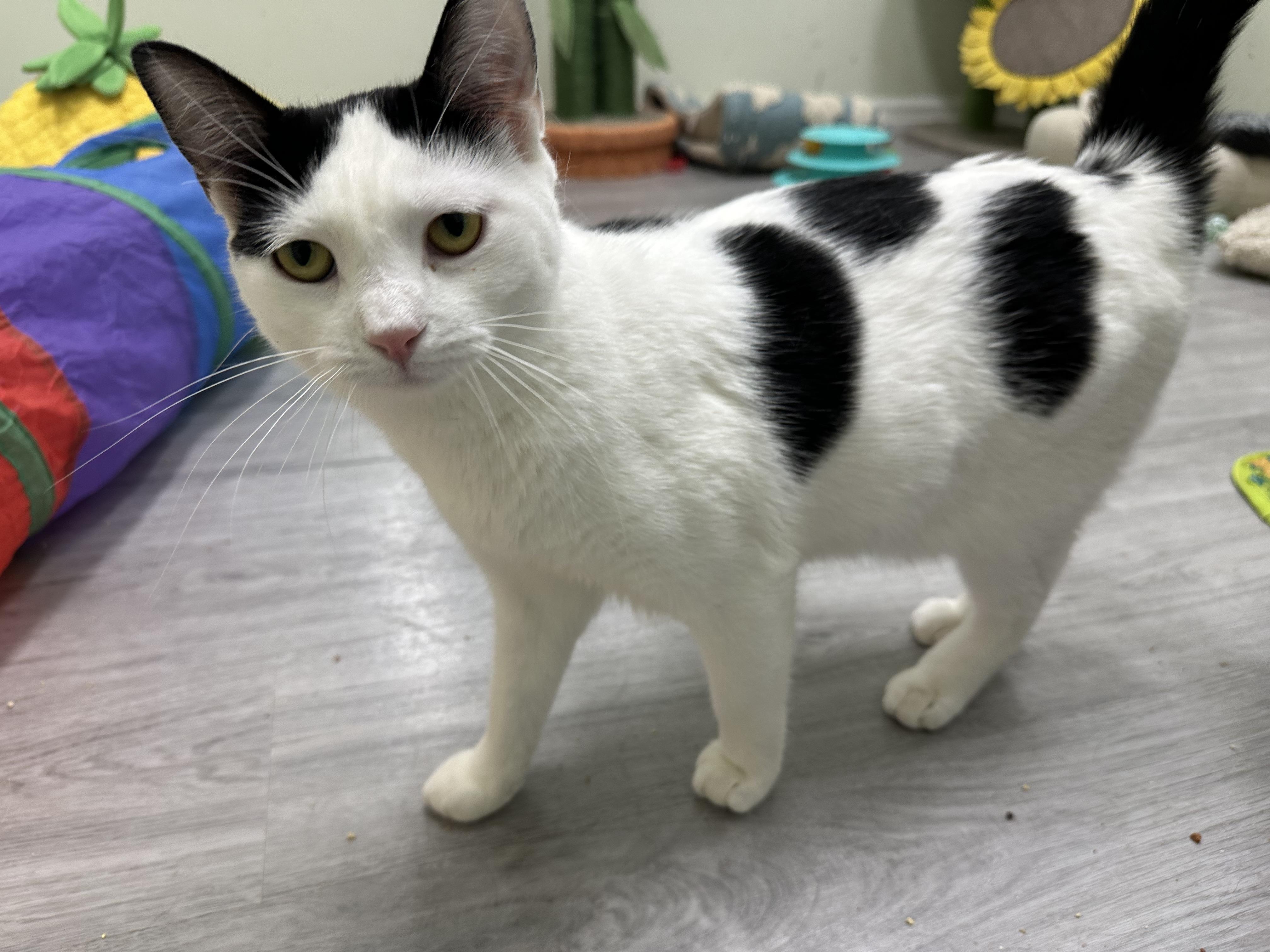 Enlarge Harriett, an adoption pending Domestic Short Hair in Pleasantville, NJ image 1/5