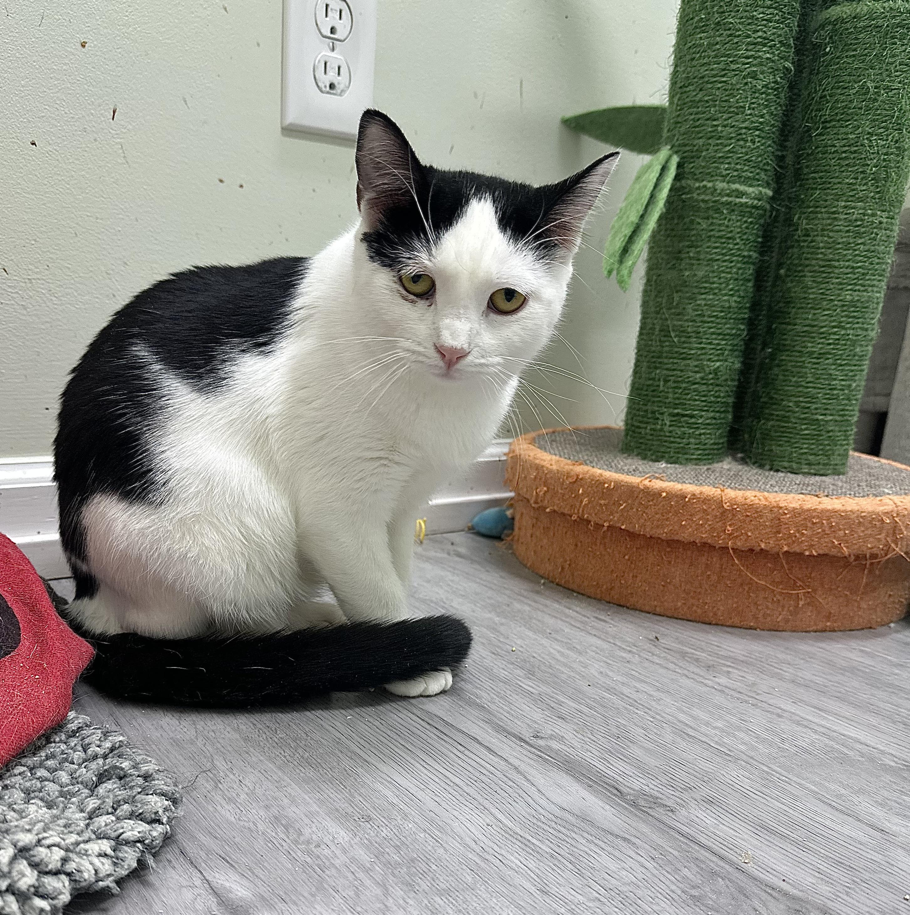 Enlarge Harriett, a Adoptable Domestic Short Hair in Pleasantville, NJ image 5/5