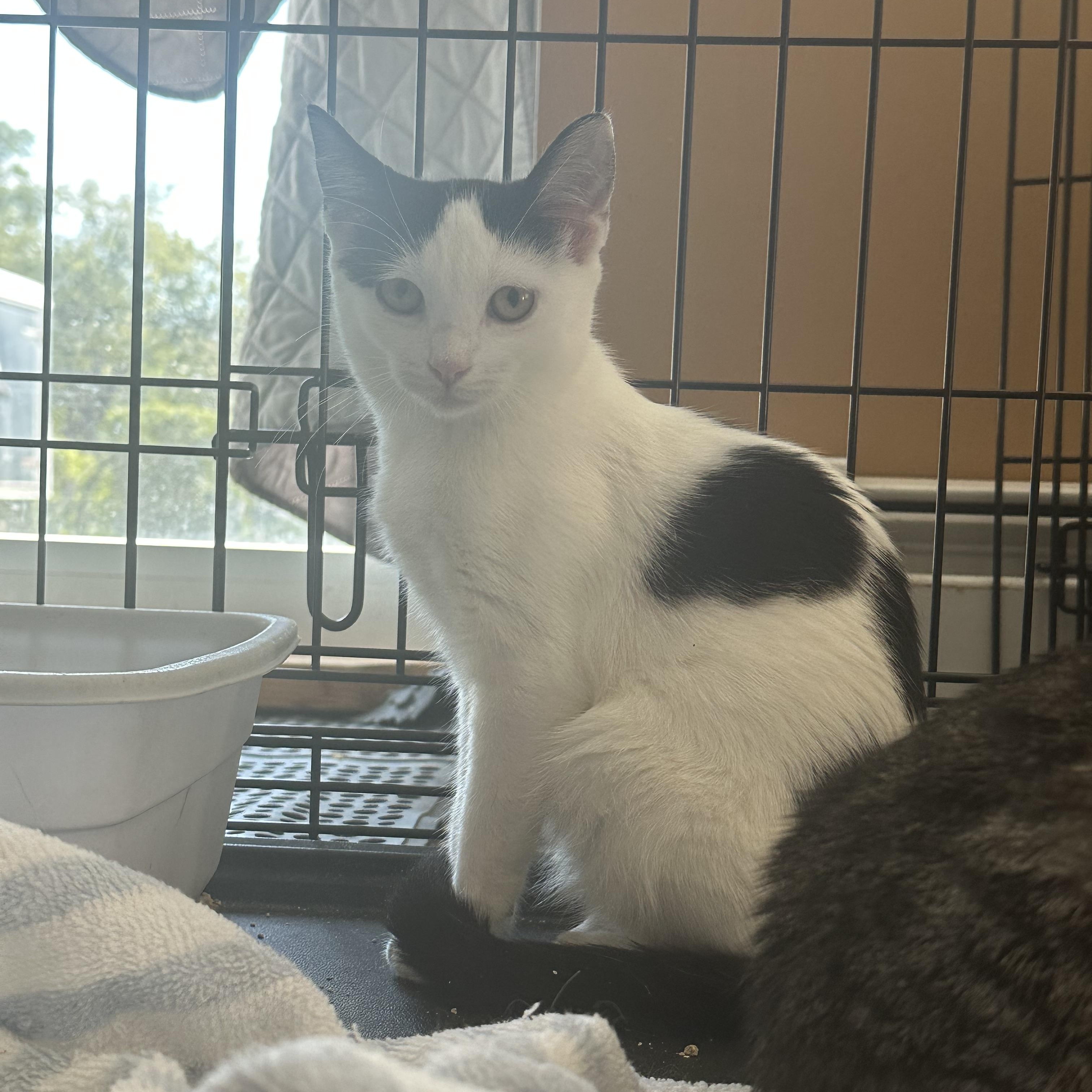 Harriett, a Adoptable Domestic Short Hair in Pleasantville, NJ image 2/2