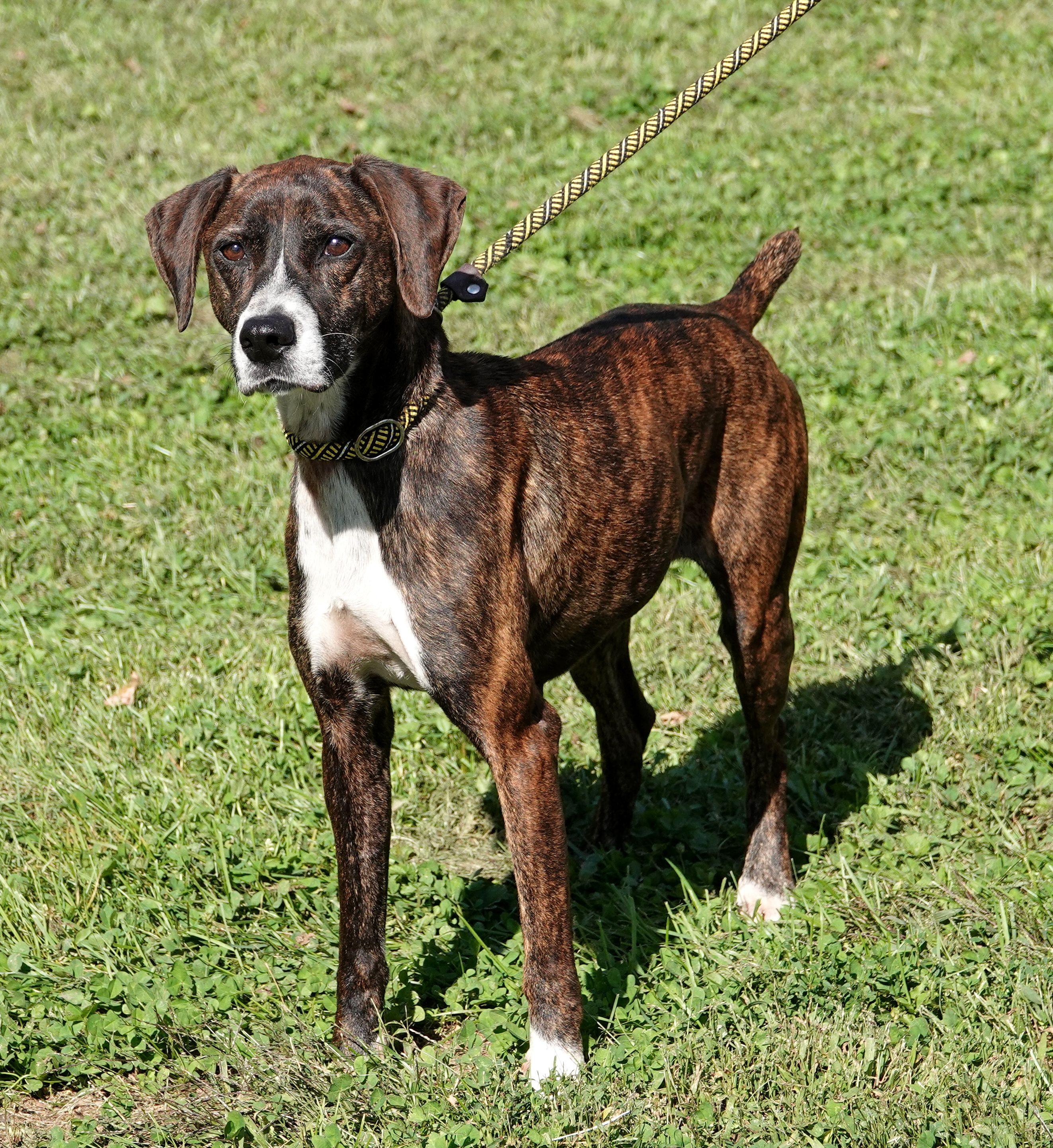 Enlarge Sprinkles, a Adoptable Mountain Cur in Millfield, OH image 4/4