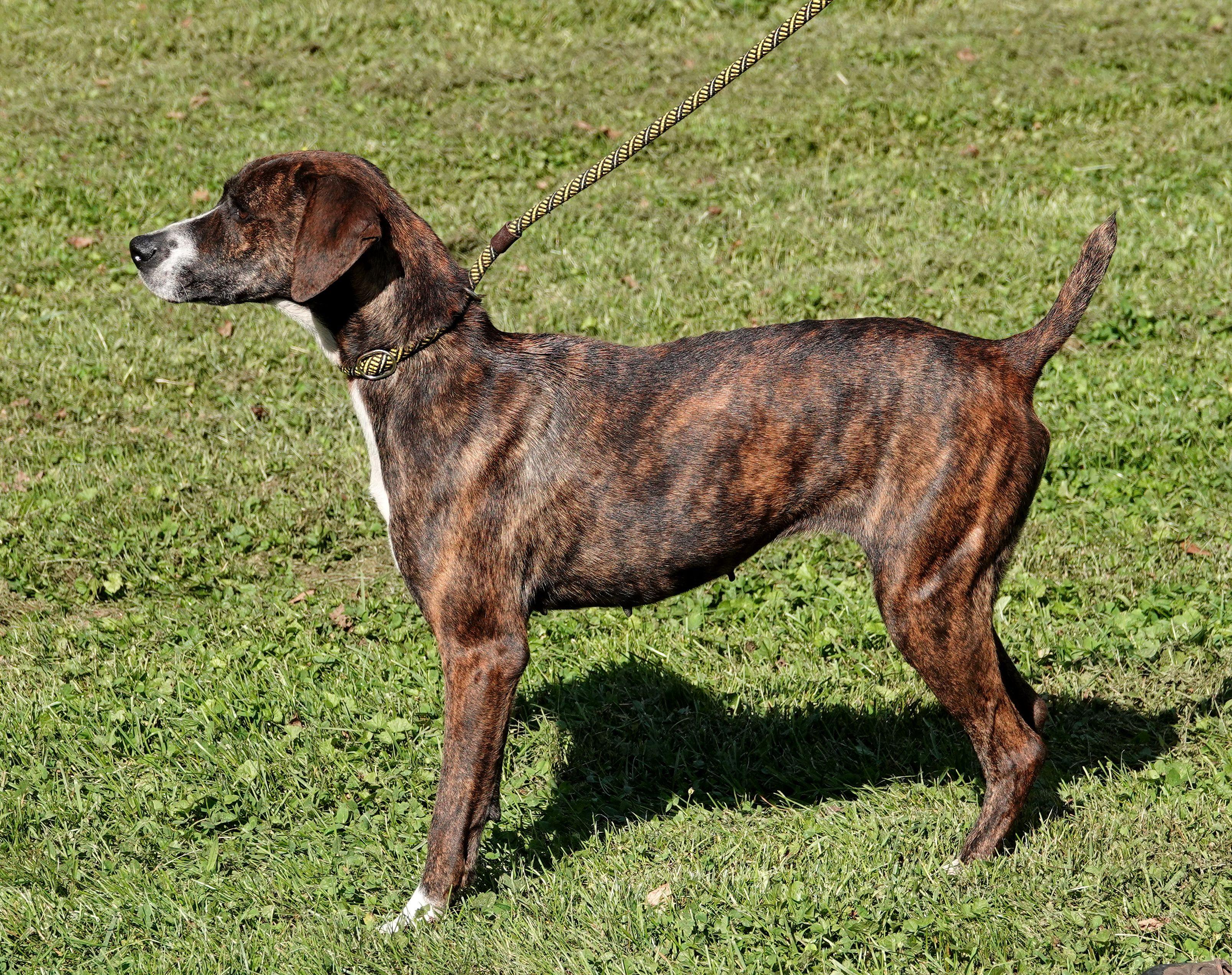Enlarge Sprinkles, a Adoptable Mountain Cur in Millfield, OH image 3/4
