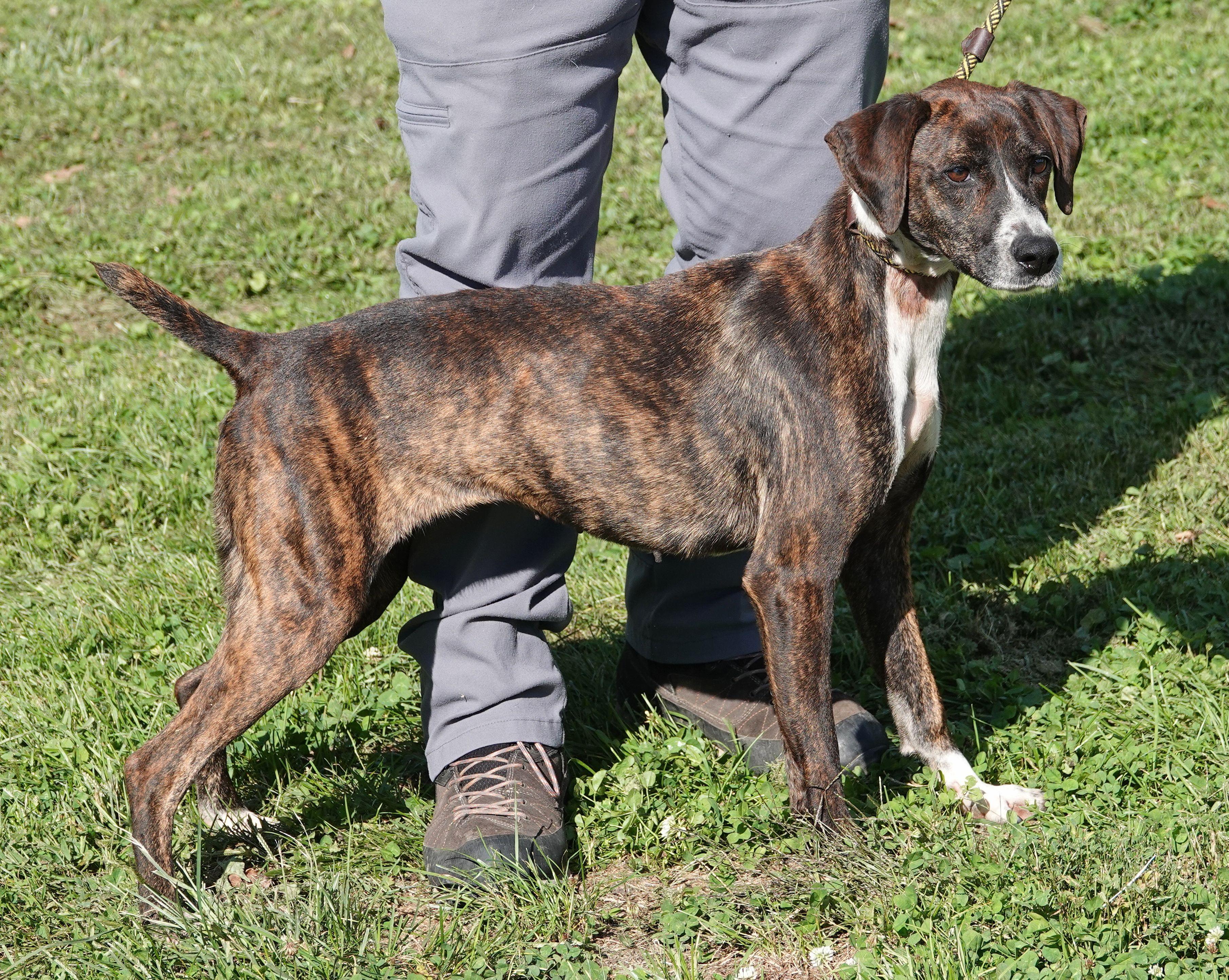 Enlarge Sprinkles, a Adoptable Mountain Cur in Millfield, OH image 2/4