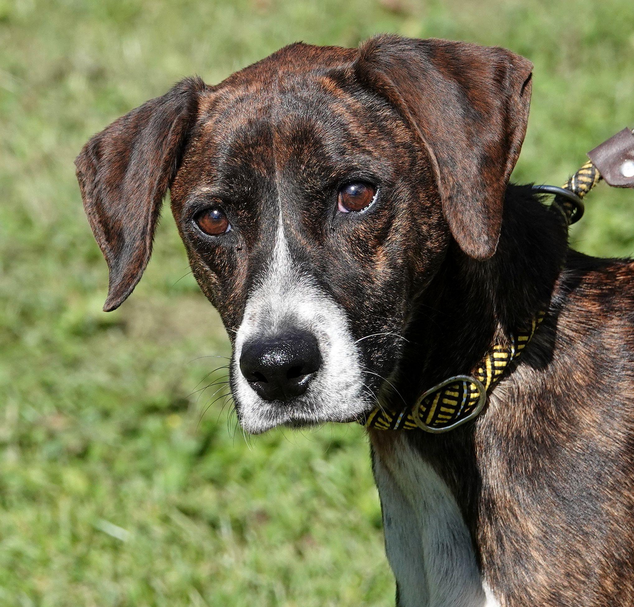 Sprinkles, Adoptable, Adult Female Mountain Cur.