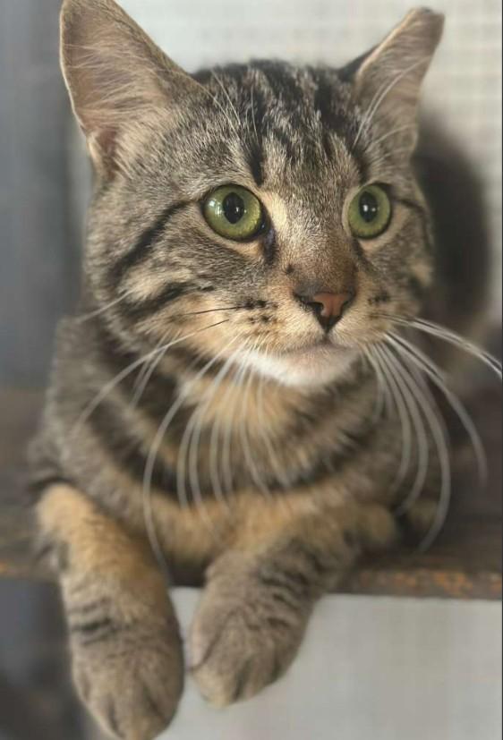 Enlarge Tom and Jerry, a Adoptable Domestic Short Hair in Duette, FL image 1/4