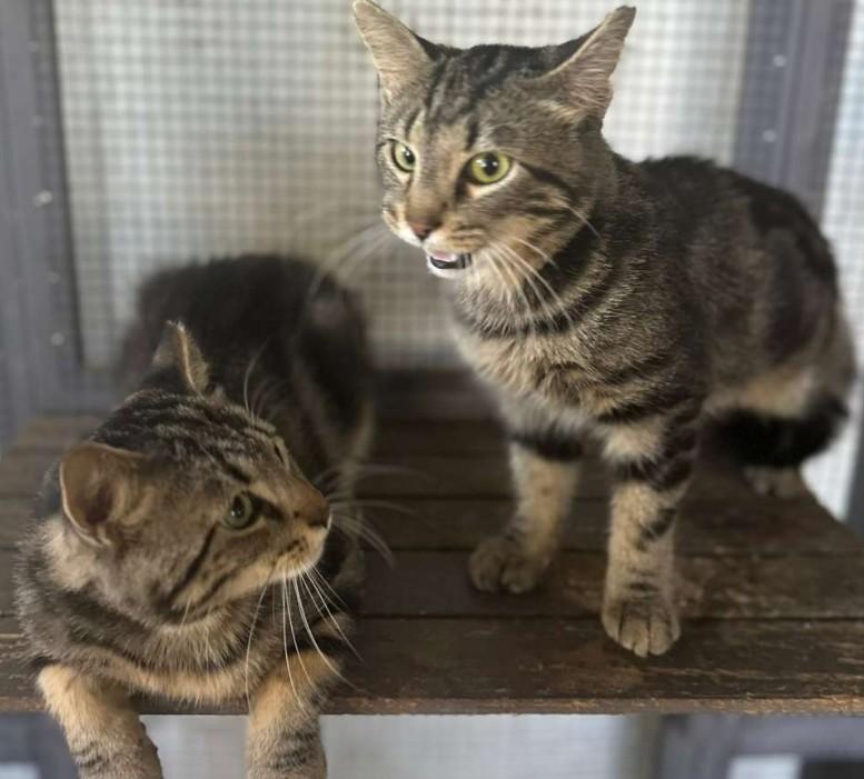 Enlarge Tom and Jerry, a Adoptable Domestic Short Hair in Duette, FL image 3/4