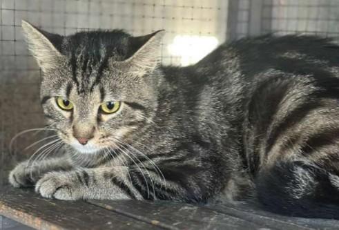 Enlarge Tom and Jerry, a Adoptable Domestic Short Hair in Duette, FL image 4/4