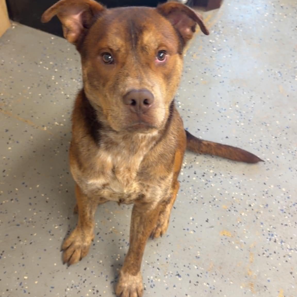 Linus, Adopted, Adult Male Pit Bull Terrier.