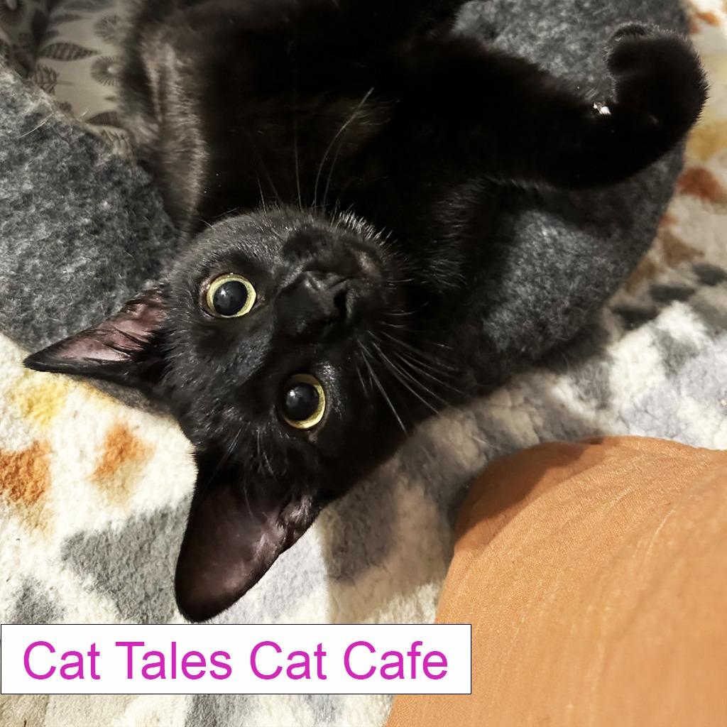 Rollie, Adoptable, Adult Male Domestic Short Hair.