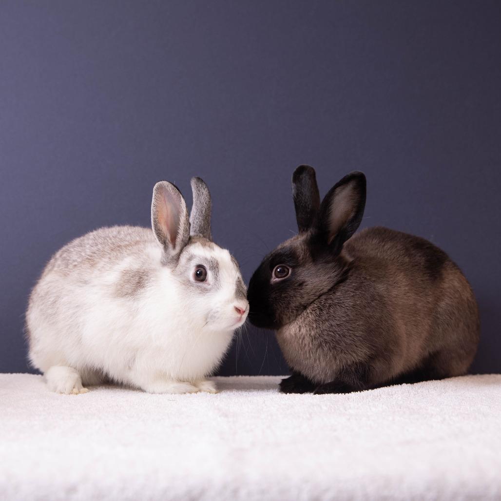 Enlarge Chrysalis, a Adoptable Bunny Rabbit in Richmond, CA image 1/6