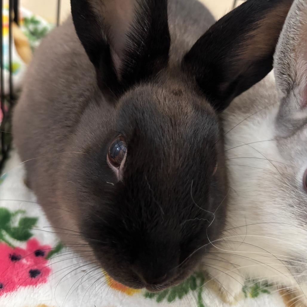 Enlarge Chrysalis, a Adoptable Bunny Rabbit in Richmond, CA image 2/6