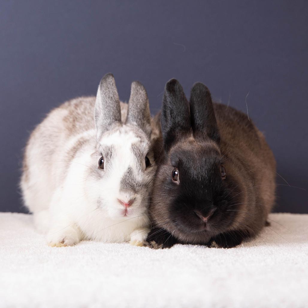 Enlarge Chrysalis, a Adoptable Bunny Rabbit in Richmond, CA image 3/6
