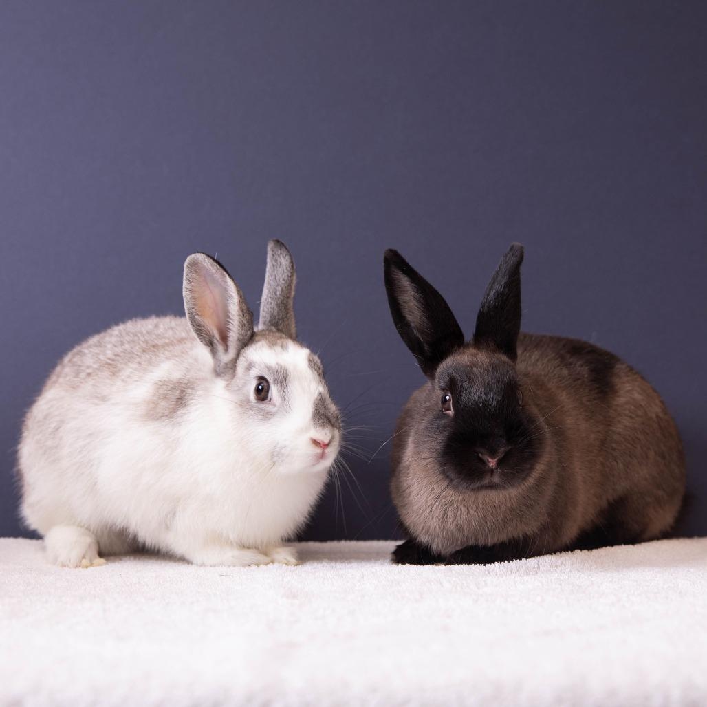 Enlarge Chrysalis, a Adoptable Bunny Rabbit in Richmond, CA image 4/6