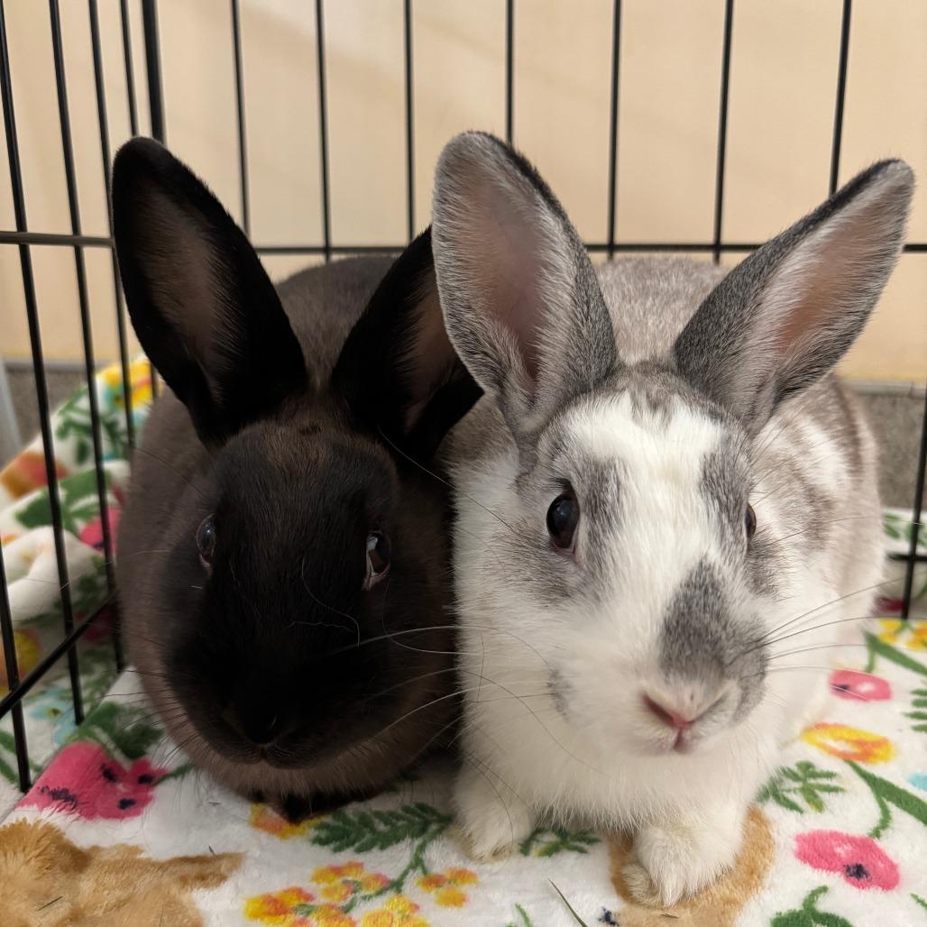 Enlarge Chrysalis, a Adoptable Bunny Rabbit in Richmond, CA image 5/6