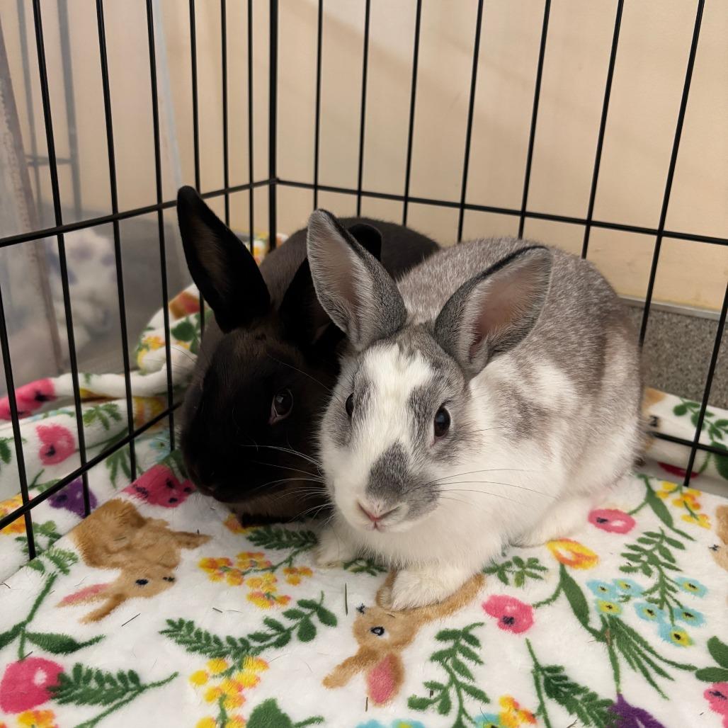 Enlarge Chrysalis, a Adoptable Bunny Rabbit in Richmond, CA image 6/6