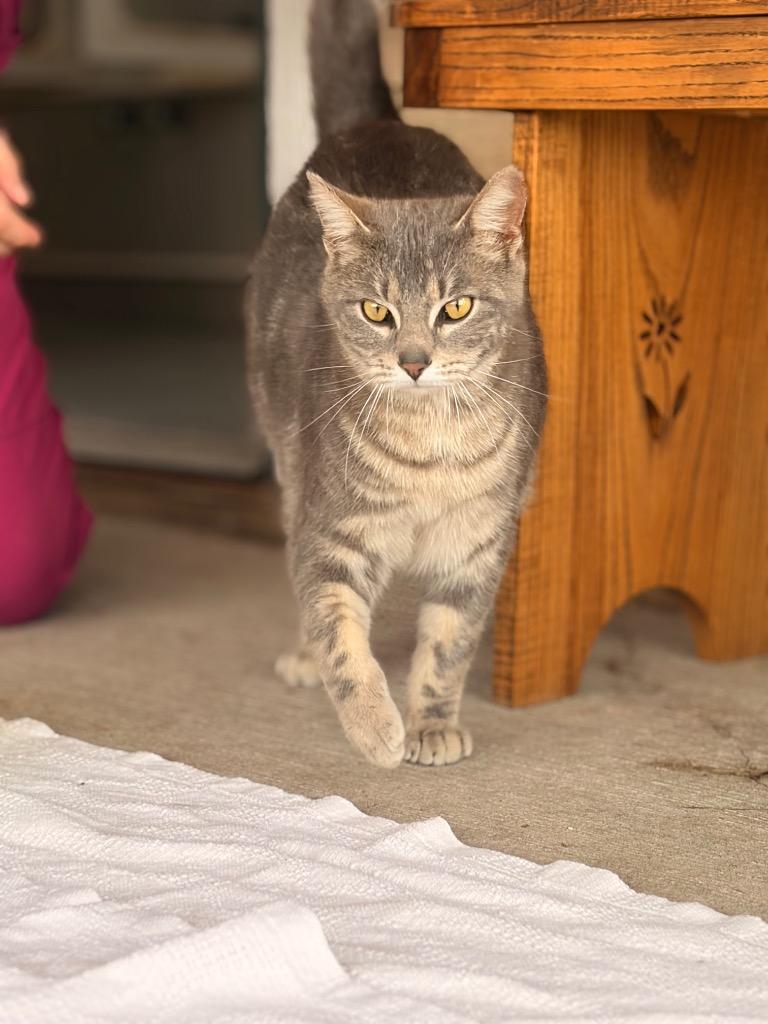 Enlarge Whiskers, a Adoptable mixed breed in Ashland, WI image 1/1
