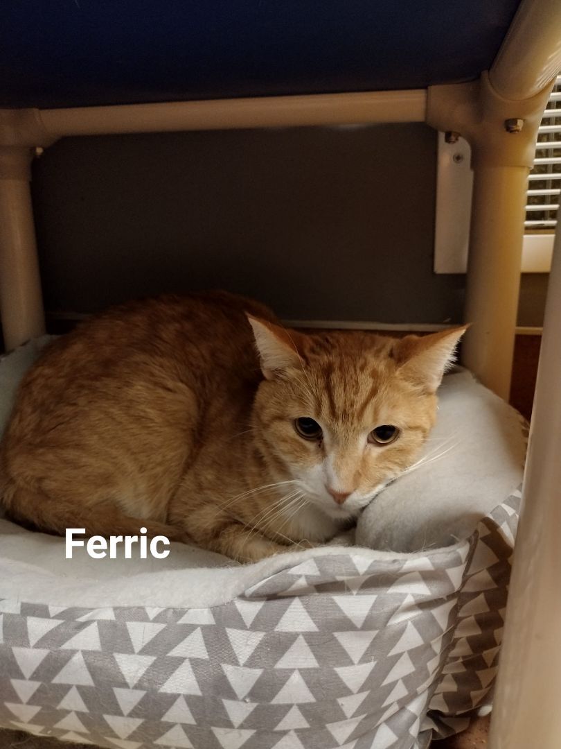 Ferric, a Adoptable Domestic Short Hair in Monroe, OH image 1/2