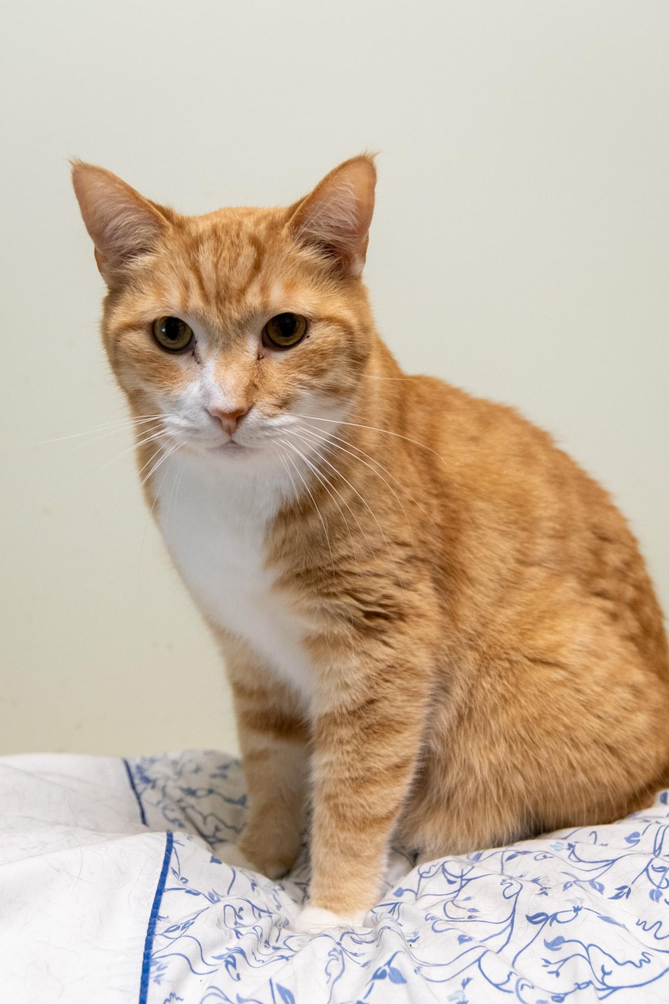 Ferric, Adoptable, Adult Male Domestic Short Hair.