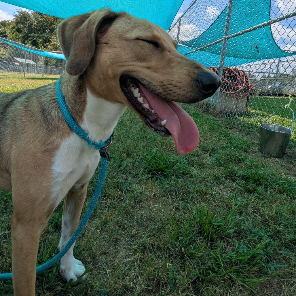 Enlarge Savannah, a Adoptable Mixed Breed in Smithville, TN image 3/6