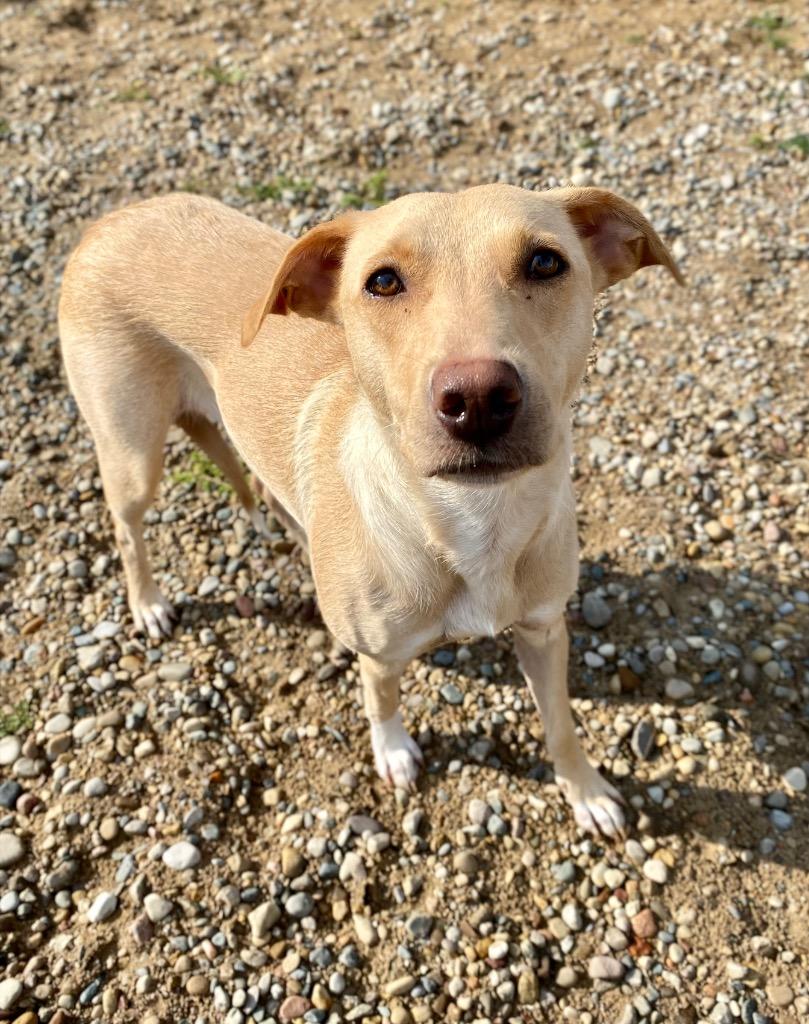 Carly, Adoptable, Young Female Yellow Labrador Retriever.