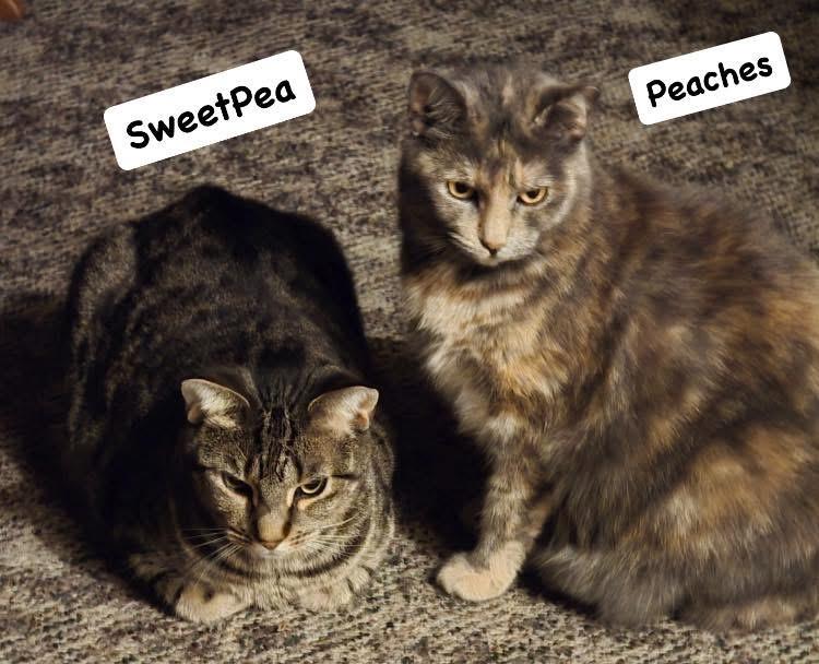 Peaches and SweetPea, Adoptable, Adult Female Domestic Short Hair.