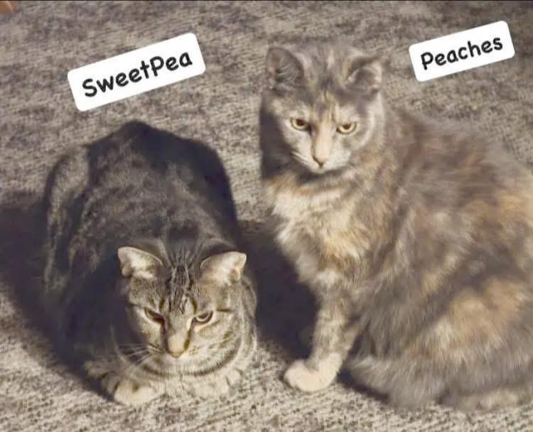 Enlarge Peaches and SweetPea, a Adoptable Domestic Short Hair in Turnersville, NJ image 1/1