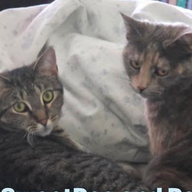 Enlarge Peaches and SweetPea, a Adoptable Domestic Short Hair in Turnersville, NJ image 1/1