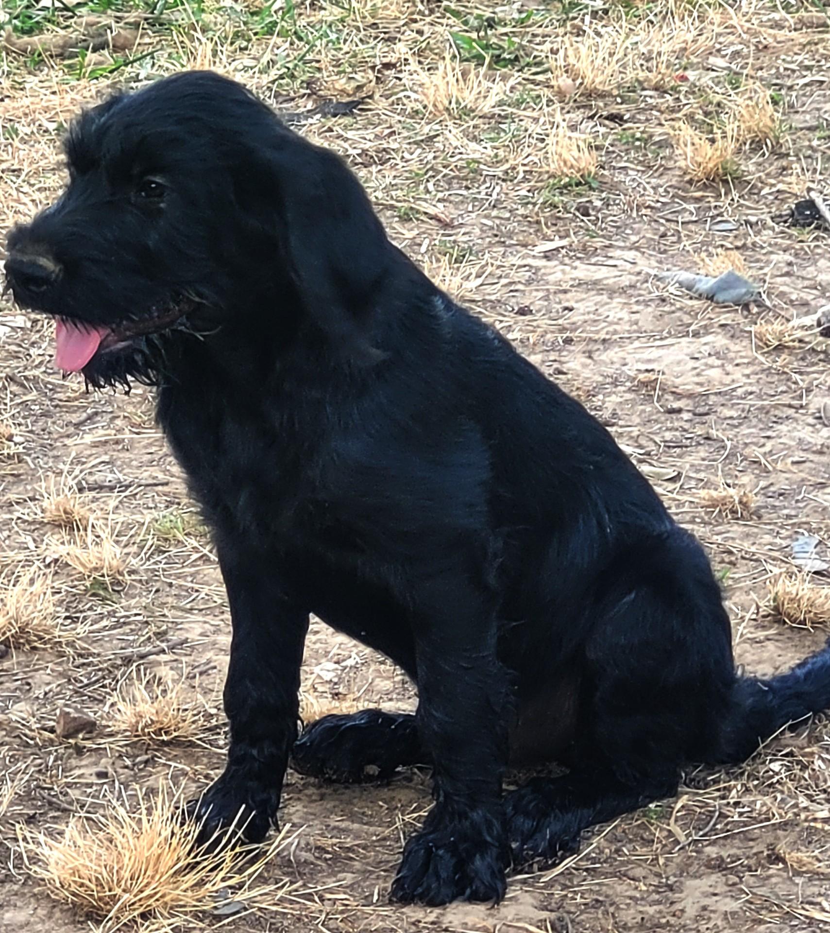 Grumpy, an adopted mixed breed in bauxite, AR image 2/2